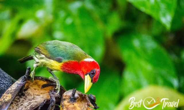 Red-headed barbet eating pieces of a banana