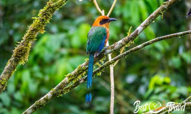 Rufous Motmot sitting on a branch in the rain