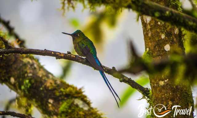 Long-tailed sylph sitting on a branch