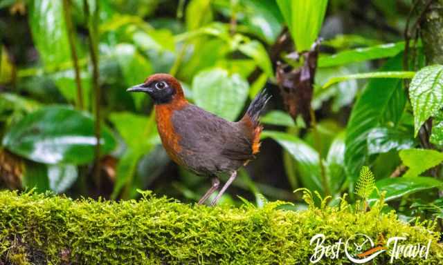 Giant Antpitta on the forest floor