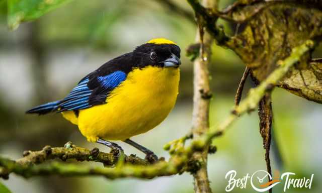 Blue-winged Mountain-Tanager on a branch in the cloud forest