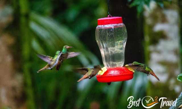 Hummingbird feeder with four hummingbirds