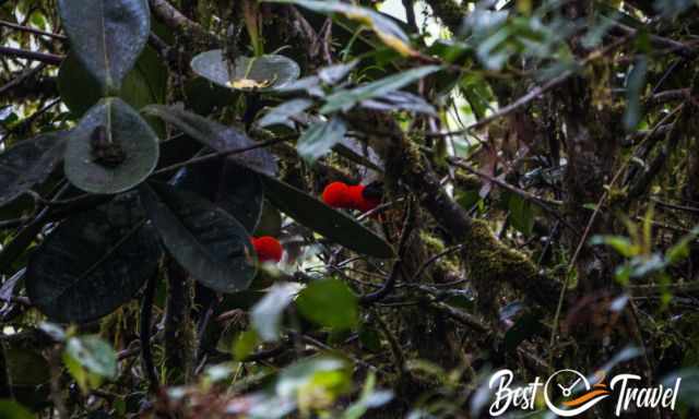 Two Andean cock-of-the-rock birds