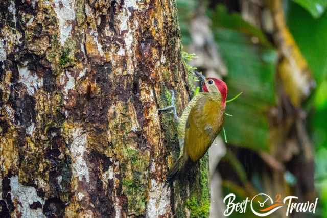 Woodpecker with a bright red head clinging to a mossy tree trunk in the cloud forest.