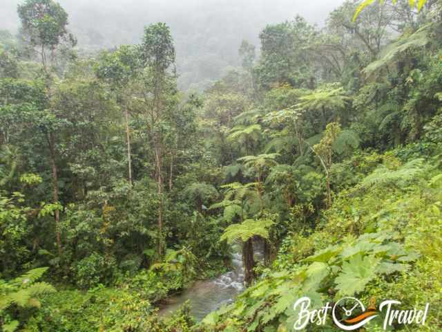 The humid cloud forest with fern trees and a stream.