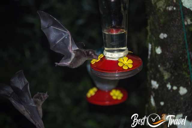 Bats feeding from the bird feeder in the evening.