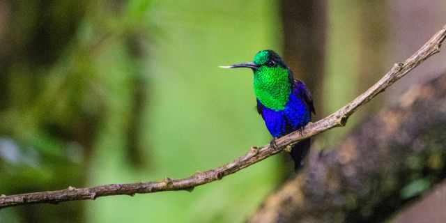 Hummingbird in blue and green in Mindo