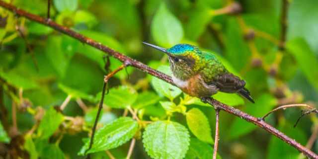 Hummingbird in Mindo
