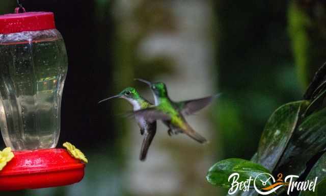 Two green hummingbirds at a bird feeder.