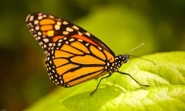 Monarch butterfly in the State Park