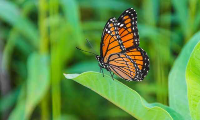 A monarch butterfly sitting on milkweed