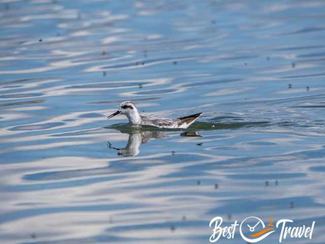 A migratory bird on Mono Lake
