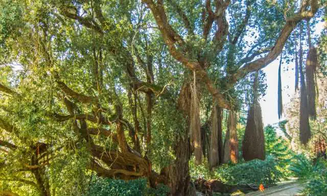 One of the many big old trees in Monserrate Park