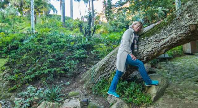 An old and big tree in the garden of Monserrate Palace