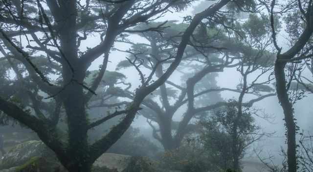 Huge old trees covered in fog in Sintra.