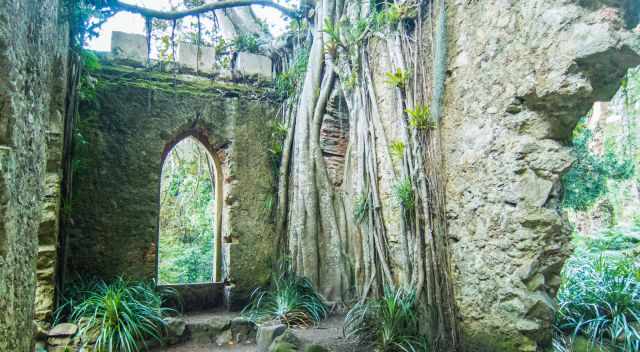 The ruins of the chapel in the garden overgrown by a fig tree.