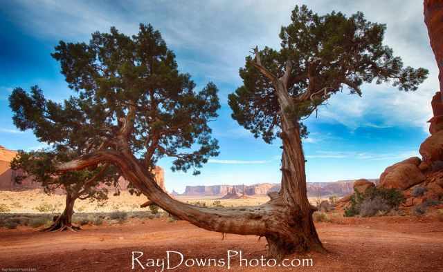 A tree in the shade of a mesa in Monument Valley