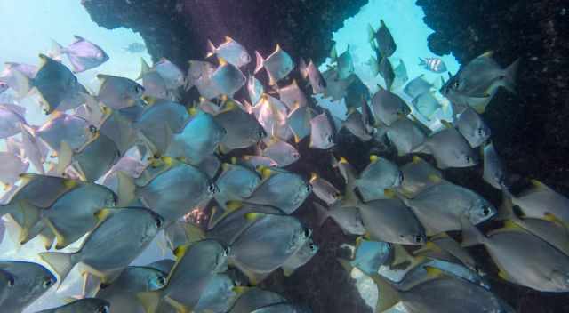School of fish in the Tangalooma shipwreck