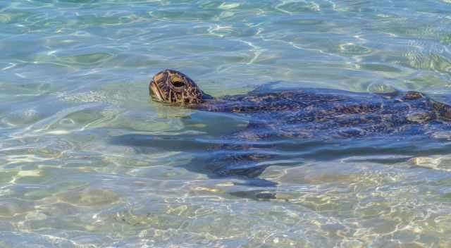 Green Sea Turtle close to the beach