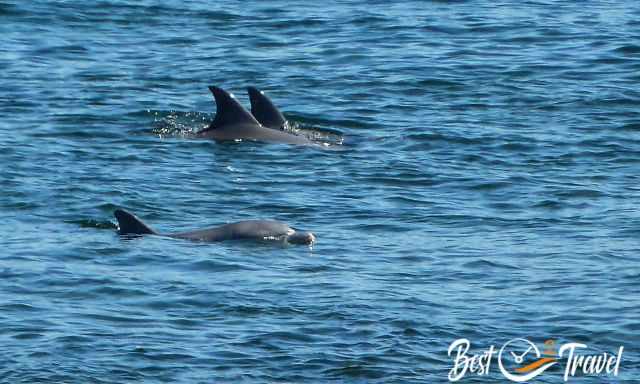 Three dolphins in shallow water