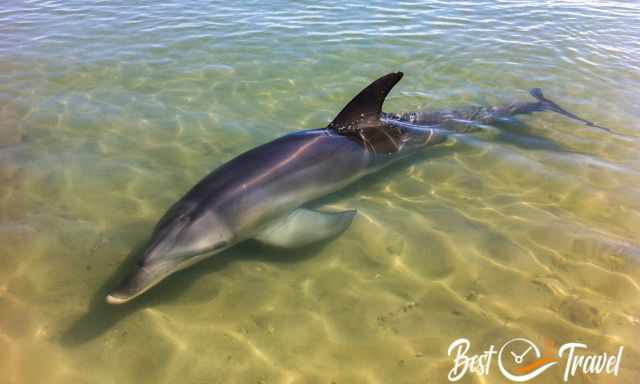 A dolphin close to the beach at Tangalooma on Moreton