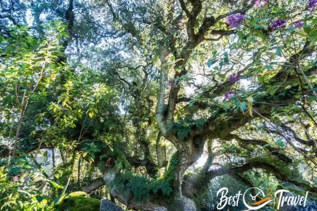 A huge and impresssive tree inside the garden.