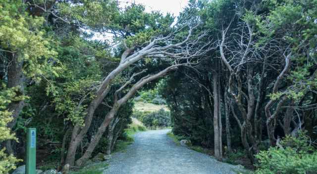 The easy Governors Bush walk