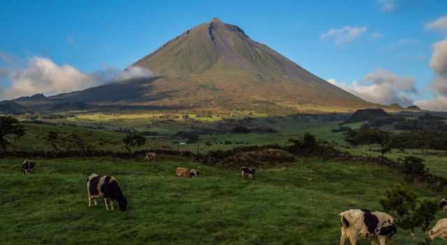 Pico Mountains and cows grasing.