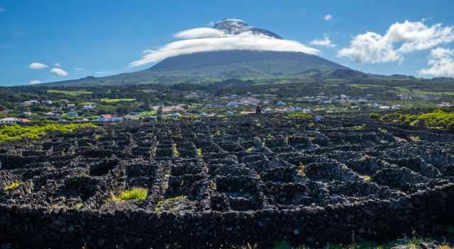 Typical wine cultivation in Pico with Pico in the back