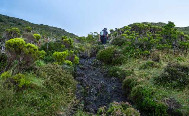 A very lush, green vegetation and black lava rocks at the beginning of the trail