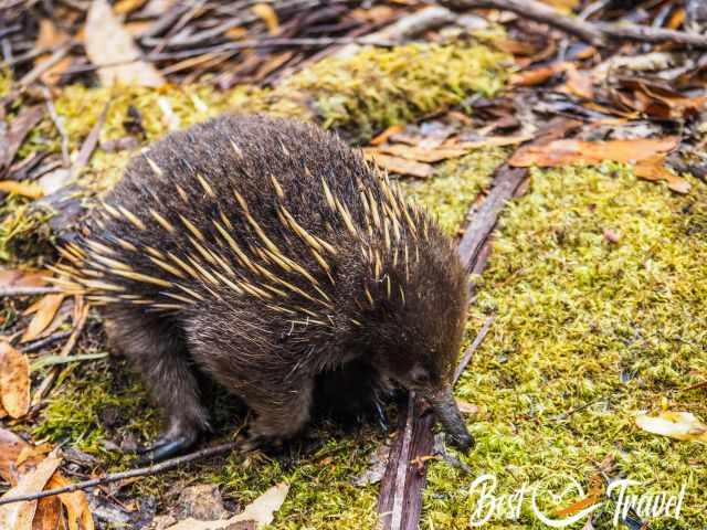 An echidna in search for food with its long nose.