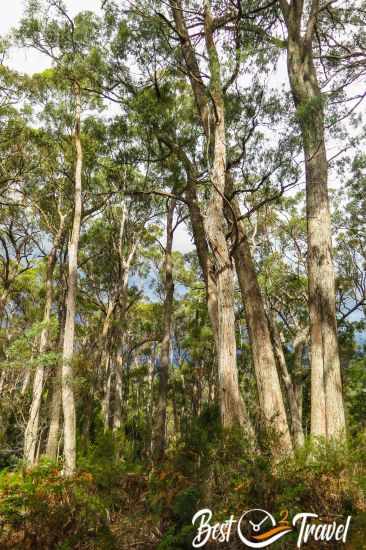 A swamp gum forest