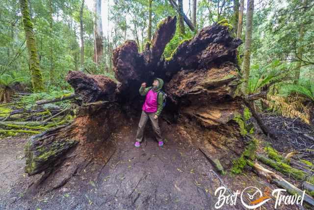 A woman inside a fallen tree.