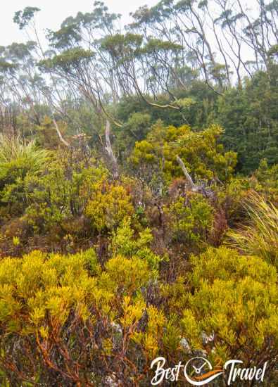 The vegetation in fall