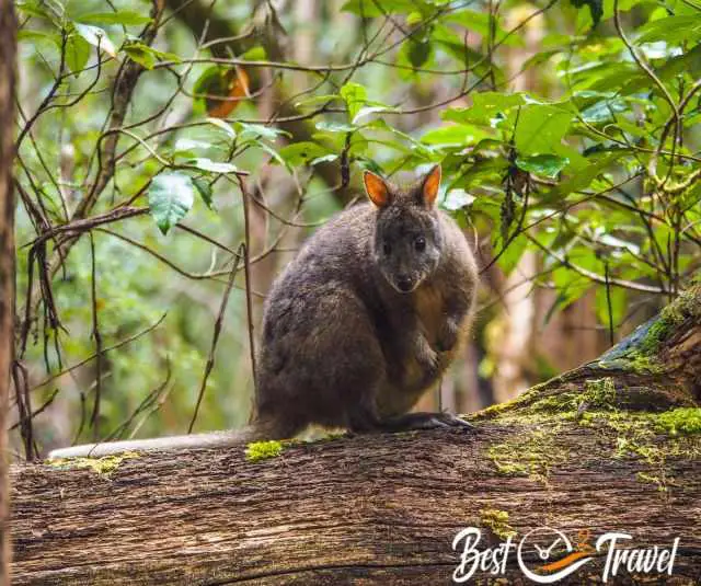 A pademelon on a trunk feeding on leaves.