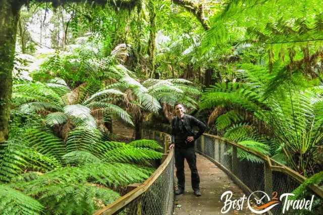 A visitor on a boardwalk path surrounded by fern trees.