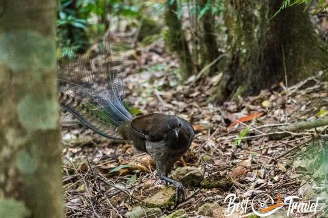 A lyrebird on the forest floor searching for food.