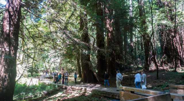 Muir Woods Boardwalk