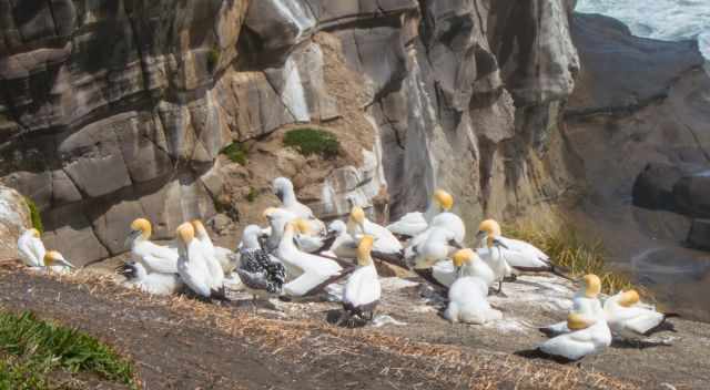 Gannets parents and their chicks