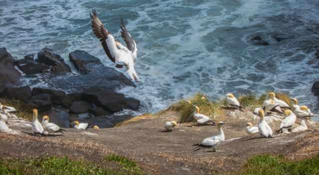 A gannet landing