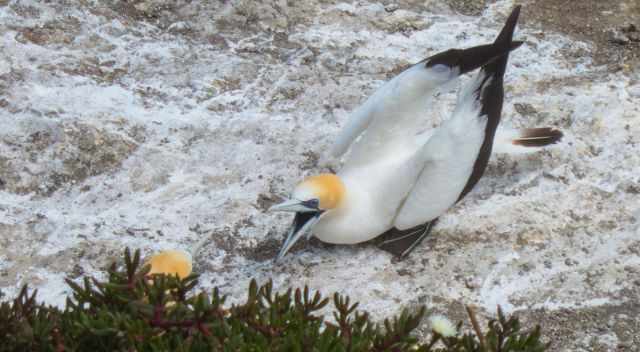 Two gannets next to the wooden fence