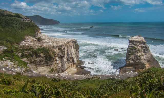 The Muriwai Colony and the viewing platform