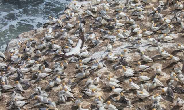 Zoom picture into the colony with one gannet landing