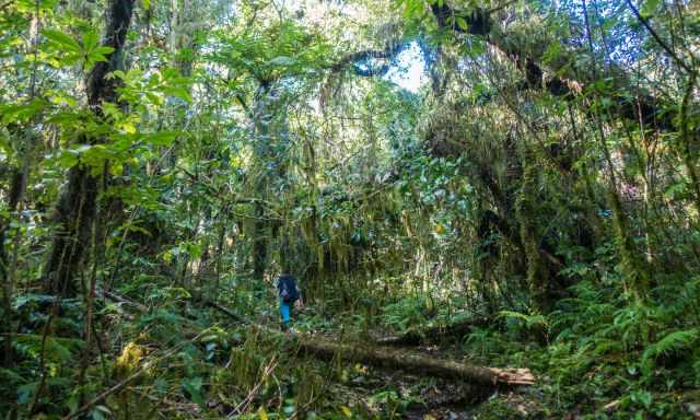 The lush rainforest on the Mount Tuhua Trail