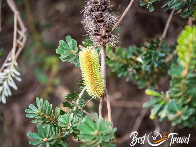 A banksia tree with flowers and woody cones which release seeds during fire.