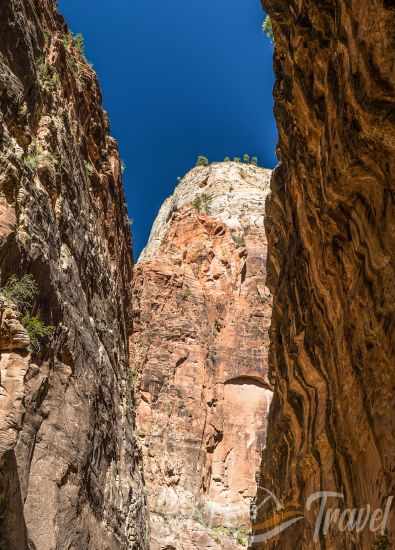 The towering walls in the Narrows - Zion