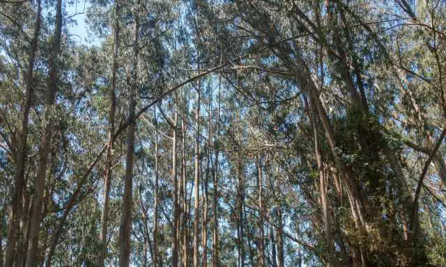 Eucalyptus trees canopy