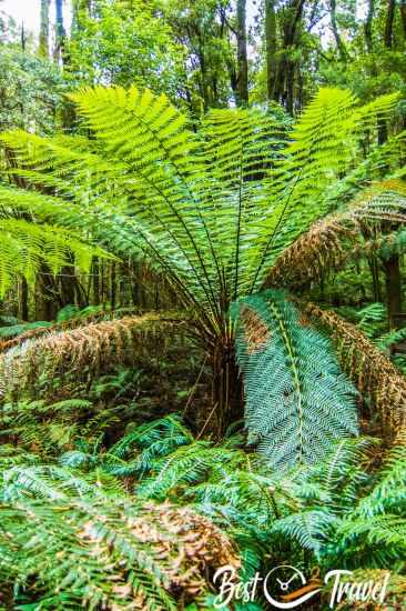 An immense fern tree at Nelson Falls