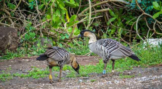 Hawaiian Nene goose