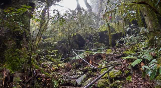 A steep hiking trail through Gondwana beeches in New England